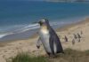 Fossil shows how penguins’ wings evolved A reconstructed image of Pakudyptes at a New Zealand coast. PHOTO: Tatsuya Shinmura & Ashoro Museum of Paleontology