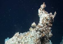 Investigating newly discovered hydrothermal vents at depths of 3,000 meters off Svalbard Among the numerous hydrothermal mounds of the Jøtul field is the Nidhogg spring, named after a serpent-like dragon in Norse mythology that lives on the world tree Yggdrasil. The fluids with temperatures of 40 to 50 degrees Celsius at Nidhogg lead to the precipitation of barite and amorphous opal, and the numerous amphipods particularly like these temperatures. Photo: MARUM – Center for Marine Environmental Sciences, University of Bremen