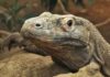 Komodo dragons have iron-coated teeth to rip apart their prey Komodo dragon. Credit: Charlotte Ellis, Zoological Society of London