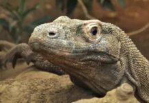 Komodo dragons have iron-coated teeth to rip apart their prey Komodo dragon. Credit: Charlotte Ellis, Zoological Society of London