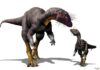 Life underground suited newly discovered dinosaur fine Fona herzogae. Credit: Jorge Gonzales