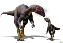 Life underground suited newly discovered dinosaur fine Fona herzogae. Credit: Jorge Gonzales