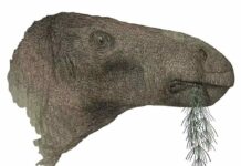 Research reveals the most complete dinosaur discovered in the UK in a century An artist’s impression of the dinosaur. Image credit: John Sibbick