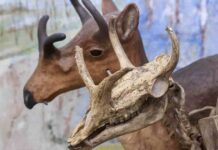 Research tracks 66 million years of mammalian diversity The Syndyoceras existed for 4.2 million years during the Cenozoic era on the North American continent. This skeletal display can be found in the University of Nebraska State Museum–Morill Hall.