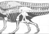 Scientists assess how large dinosaurs could really get Skeleton of the largest-known T. rex (foreground) and silhouette of the largest possible giant T. rex. Credit: Mark Witton.