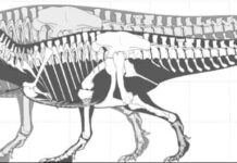Scientists assess how large dinosaurs could really get Skeleton of the largest-known T. rex (foreground) and silhouette of the largest possible giant T. rex. Credit: Mark Witton.