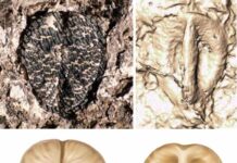 Sixty-million-year-old grape seeds reveal how the death of the dinosaurs may have paved the way for grapes to spread Lithouva - the earliest fossil grape from the Western Hemisphere, ~60 million years old from Colombia. Top figure shows fossil accompanied with CT scan reconstruction. Bottom shows artist reconstruction. Photos by Fabiany Herrera, art by Pollyanna von Knorring.