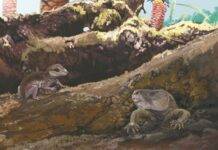 Brazilian fossils reveal jaw-dropping discovery in mammal evolution Riograndia and Brasilodon Credit: Jorge Blanco