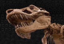 Chemists explain why dinosaur collagen may have survived for millions of years A new study from MIT offers an explanation for how dinosaur collagen survived for so much longer than expected. Credits:Credit: MIT News, iStock