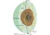 Doughnut-shaped region found inside Earth’s core deepens understanding of planet’s magnetic field A diagram showing seismic waves traveling through Earth where the newly discovered doughnut-shaped region was detected. Image: Xiaolong Ma and Hrvoje Tkalčić/ANU