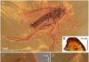 Fungus gnat entombed in a 40-million-year-old piece of amber is a rare gem Robsonomyia baltica sp. nov. (NHMD-300551): (A) male (holotype No NHMD-300551a); (B) amber piece with position of male; (C) female (paratype No NHMD-300551b); (D) female (paratype No NHMD-300551c); (E) amber piece with position of females. Credit: Scientific Reports (2024). DOI: 10.1038/s41598-024-59448-y