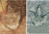 Matching dinosaur footprints found on opposite sides of the Atlantic Ocean L. Theropod footprint from Sousa Basin, Lower Cretaceous of Northeastern Brazil. Credit: Ismar de Souza Carvalho. R. Theropod tracks from the Koum Basin in Cameroon. Credit: SMU.