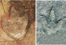Matching dinosaur footprints found on opposite sides of the Atlantic Ocean L. Theropod footprint from Sousa Basin, Lower Cretaceous of Northeastern Brazil. Credit: Ismar de Souza Carvalho. R. Theropod tracks from the Koum Basin in Cameroon. Credit: SMU.