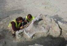 New sauropod dinosaur from the Cretaceous discovered in the Iberian Peninsula General view of the Lo Hueco site during the excavation of Qunkasaura in 2007. Credit: GBE-UNED