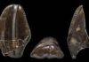 Plant-eating dinosaurs evolved backup teeth to eat tough food, research reveals The teeth of Iguanodon weren't as adapted for chewing, and formed much more slowly, than those of their later relatives. Credit: The Trustees of the Natural History Museum, London