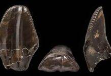 Plant-eating dinosaurs evolved backup teeth to eat tough food, research reveals The teeth of Iguanodon weren't as adapted for chewing, and formed much more slowly, than those of their later relatives. Credit: The Trustees of the Natural History Museum, London