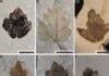 Reconstructing the evolutionary history of the grape family Nekemias mucronata fossil lateral leaflets from the collection of the Natural Science Museum of Barcelona.