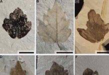 Reconstructing the evolutionary history of the grape family Nekemias mucronata fossil lateral leaflets from the collection of the Natural Science Museum of Barcelona.