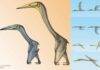 Some Pterosaurs Would Flap, Others Would Soar Inabtanin alarabia, left, and Arambourgiania philadelphiae, right. With flying styles also demonstrated. ©Terryl Whitlatch