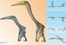 Some Pterosaurs Would Flap, Others Would Soar Inabtanin alarabia, left, and Arambourgiania philadelphiae, right. With flying styles also demonstrated. ©Terryl Whitlatch