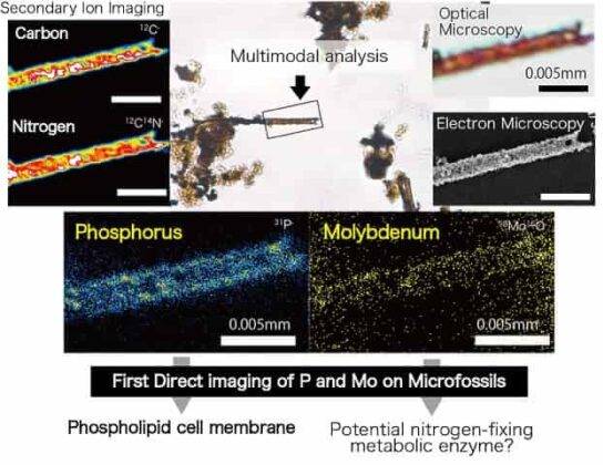 Ancient Cellular Design Unveiling ancient life: New method sheds light on early cellular and ...