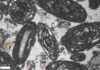 What microscopic fossilized shells tell us about ancient climate change Images of forams created by a scanning electronic microscope. Credit: Dustin Harper
