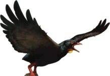 Newly discovered Late Cretaceous birds may have carried heavy prey like extant raptors Reconstruction of an avisaurid (e.g., A. darwini). Morphology of the tarsometatarsus suggests that these large birds engaged in raptorial behavior and could carry proportionally large prey. Illustration done by Ville Sinkkonen. Credit Clark et al., 2024, PLOS ONE, CC-BY 4.0 (https://creativecommons.org/licenses/by/4.0/)