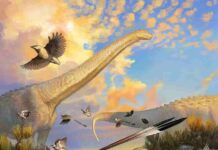 Bird brain from the age of dinosaurs reveals roots of avian intelligence Artist’s impression of Navaornis. Credit: Júlia D’Oliveira