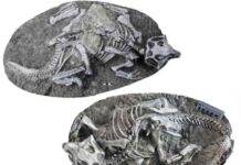 Did the world’s best-preserved dinosaurs really die in ‘Pompeii-type’ events? Two perfectly articulated skeletons of the sheep-size dinosaur Psittacosaurus, found in China’s Yixian Formation. New research suggests they died in burrow collapses, not via volcanism, as previously thought. (Jun Liu, Institute of Paleontology and Paleoanthropology, Chinese Academy of Sciences)