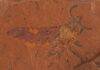 Extremely well-preserved fossil sawfly sheds new light on co-evolution of insects and toxic plants The fossil is believed to be between 11 and 16 million years old, from the Miocene Period. Credit: Michael Frese, University of Canberra
