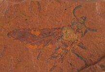 Extremely well-preserved fossil sawfly sheds new light on co-evolution of insects and toxic plants The fossil is believed to be between 11 and 16 million years old, from the Miocene Period. Credit: Michael Frese, University of Canberra
