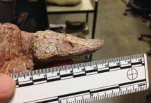 Fossil amphibians found in burrows where they waited for the next rainy season Fossil skull of the newly described amphibian. Credit: David Lovelace