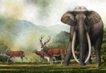 Giant prehistoric elephant skull from India belongs to mysterious extinct species An imposing fully-grown male Palaeoloxodon turkmenicus wandering the Kashmir Valley, 400 thousand years ago, towering over a herd of Central Asian red deer traversing by. In the distance, a small band of prehistoric humans set up campfire to cook their meal. Credit: Chen Yu, University of Helsinki