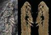 Golden bugs: Spectacular new fossil arthropods preserved in fool’s gold The holotype specimen of Lomankus edgecombei. Photograph at left, other images at right are 3D models from CT scanning. Credit: Luke Parry (photograph), Yu Liu, Ruixin Ran (3D models).