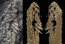 Golden bugs: Spectacular new fossil arthropods preserved in fool’s gold The holotype specimen of Lomankus edgecombei. Photograph at left, other images at right are 3D models from CT scanning. Credit: Luke Parry (photograph), Yu Liu, Ruixin Ran (3D models).