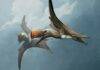 New fossil reveals the evolution of flying reptiles Life restoration of two Skiphosoura bavarica in flight. Credit: Gabriel Ugueto.