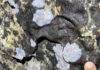 New research explores volcanic caves, advancing the search for life on Mars White microbial-like colonies on the lava tube substrate.