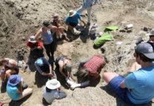 Paleontologists discover Saskatchewan’s first Centrosaurus and Citipes elegans fossils Paleontologists and students from McGill University have documented Saskatchewan's first confirmed fossil specimens