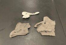 The Parasaurolophus’ pipes: Modeling the dinosaur’s crest to study its sound A 3D-printed model of the Parasaurolophus skulls at a 1:3 scale to the original fossil. The white model is the nasal passages inside the skull. Credit: Hongjun Lin