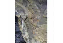 This ancient tadpole fossil is the oldest ever discovered This image provided by Mariana Chuliver shows the oldest-known tadpole fossil found in Patagonia, Argentina. Credit: Mariana Chuliver via AP
