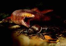 World’s Largest Worm Lizard Fossil Discovered The newly discovered worm lizard species is the largest in the world. Presumably, the animals fed mainly on snails 50 million years ago. Credit: Jaime Chirinos
