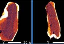 Denali Fault tore apart ancient joining of two landmasses Monazite crystals from samples associate professor Sean Regan gathered in the Coast Mountains near Juneau. Images courtesy of Sean Regan