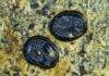 Insect fossil find ‘extremely rare’ A close-up of two tiny, whitefly puparia.
