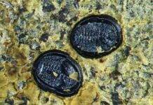 Insect fossil find ‘extremely rare’ A close-up of two tiny, whitefly puparia.