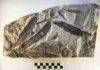 Mysterious plant fossil belongs to a family that no longer exists An strange, extinct plant once thought to be related to modern ginseng is now considered the lone representative of an unknown family. Credit: Florida Museum of Natural History / Jeff Gage