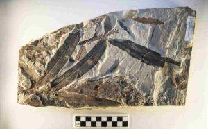 An strange, extinct plant once thought to be related to modern ginseng is now considered the lone representative of an unknown family. Credit: Florida Museum of Natural History / Jeff Gage