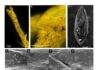 Researchers identify a mysterious fossil seed to reveal new chapters in climate history of Los Angeles Fluorescent and scanning electron microscopy (SEM) of fossil and modern juniper leaves. (a, b) Fluorescent microscope imagery of fossil juniper branchlet (LACMHC 1469B). (b) Close-up of leaf scale with smooth leaf margins and acute-slightly obtuse apical shape. (c) SEM image of entire fossil leaf scale from adaxial (dorsal) perspective. (d–g) Close-up imagery of abaxial (ventral) side of modern (d) J. blancoi, (e) J. scopulorum, (f) J. virginiana, and (g) fossil juniper leaf (P23-47594).