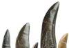 Tyrannosaur teeth discovered in Bexhill-on-Sea, England Discovered teeth of (a) spinosaur, (b) tyrannosaur, (c) dromaeosaur, (d) possible tyrannosaur, (e) indeterminate tyrannoraptoran - the group containing tyrannosaurs and dromaeosaurs (Velociraptor and kin). Credit Barker et al (2024)