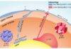 Earth’s mantle reveals hidden treasures Schematic representation of the process of subduction of tectonic plates and of a mantle plume rising from an LLSVP. In the latter, the mineral grains are larger than those in the subducted plates.