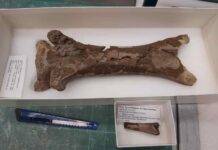 Rare pterosaur fossil reveals crocodilian bite 76m years ago The juvenile vertebra of the pterosaur is seen in comparison to an adult-sized one. The bite occurred some 76 million years ago Credit: University of Reading